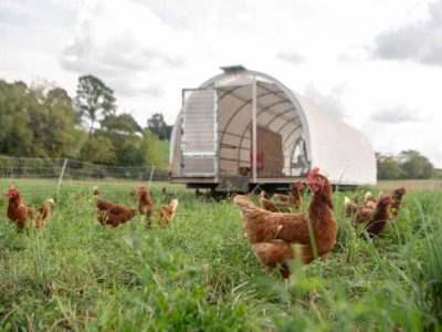 Kandang Ayam Kampung di Kebumen, Kabupaten Kebumen