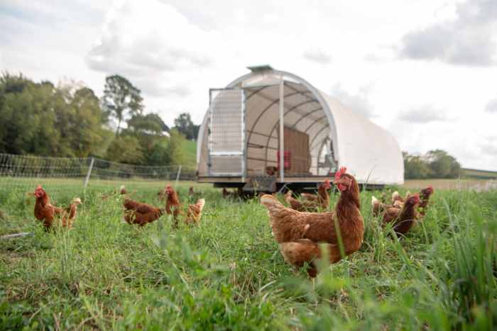 Kandang Ayam Kampung di Kebumen, Kabupaten Kebumen