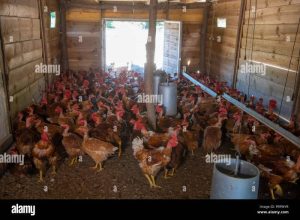 Pakan Ayam Kampung di Baturaden, Banyumas yang Berkualitas