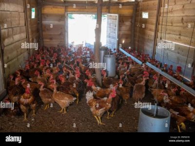 Pakan Ayam Kampung di Baturaden, Banyumas
