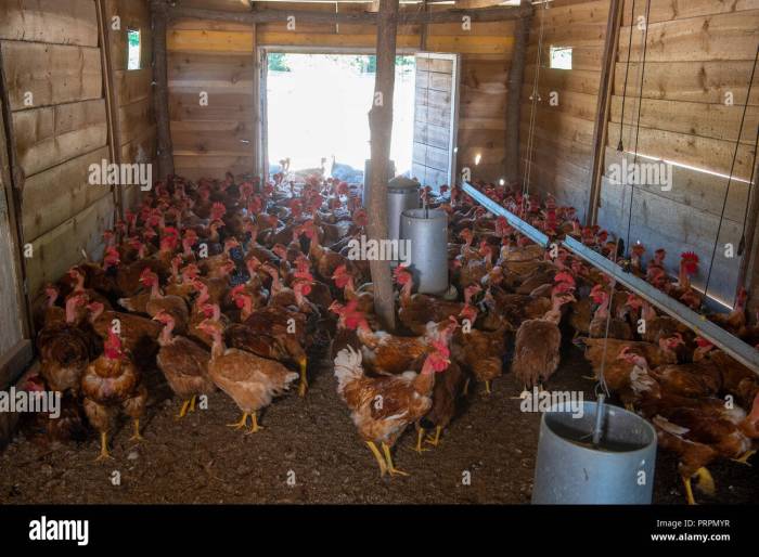 Pakan Ayam Kampung di Baturaden, Banyumas