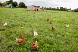 Harga Ayam Kampung di Bonorowo, Kebumen yang Menarik