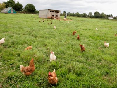 Harga Ayam Kampung di Bonorowo, Kebumen
