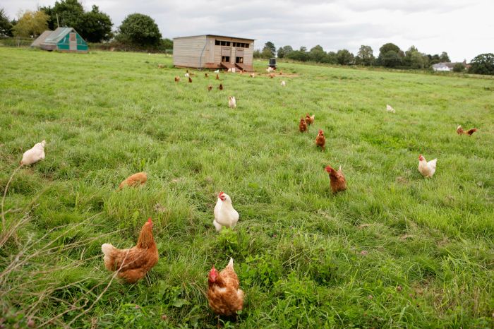 Harga Ayam Kampung di Bonorowo, Kebumen