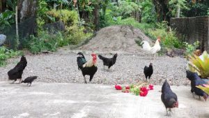 Ternak Ayam Kampung di Bonorowo, Kebumen yang Menguntungkan
