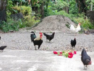 Ternak Ayam Kampung di Bonorowo, Kebumen