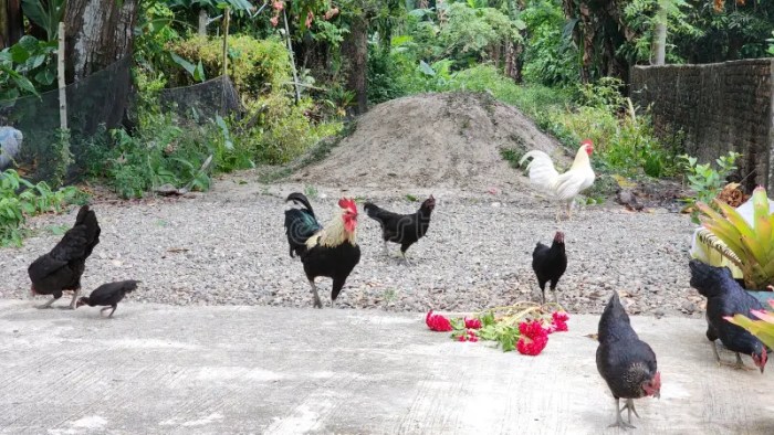 Ternak Ayam Kampung di Bonorowo, Kebumen