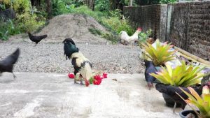 Ayam Kampung Petelur di Karangsambung, Kebumen Unggul