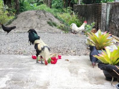 Ayam Kampung Petelur di Karangsambung, Kebumen