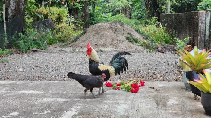 Ternak Ayam Kampung di Purwojati, Banyumas