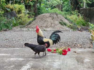 Komunitas Ayam Kampung di Purwokerto Timur, Banyumas