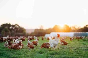 Pakan Ayam Kampung di Alian, Kebumen yang Berkualitas