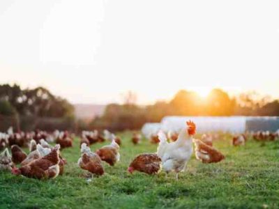 Pakan Ayam Kampung di Alian, Kebumen