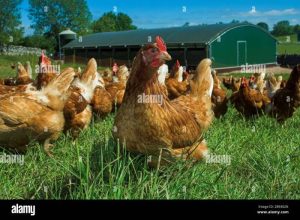 Ayam Kampung Petelur di Bayan, Purworejo Unggul dan Menguntungkan