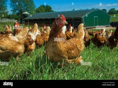 Ayam Kampung Petelur di Bayan, Purworejo