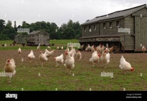 Ternak Ayam Organik di Ajibarang, Banyumas yang Sehat