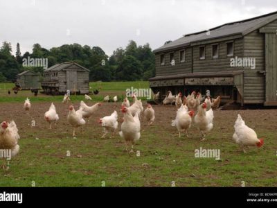 Ternak Ayam Organik di Ajibarang, Banyumas