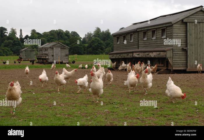 Ternak Ayam Organik di Ajibarang, Banyumas