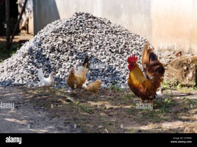 Ayam Kampung Petelur di Jatilawang, Banyumas