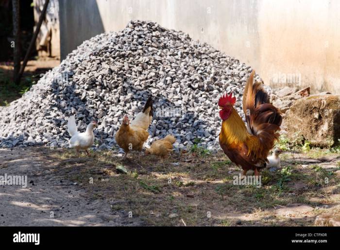 Ayam Kampung Petelur di Jatilawang, Banyumas