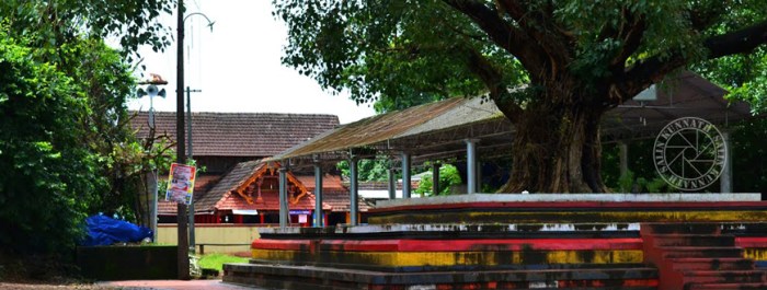 Ternak Ayam Organik di Ngombol, Purworejo