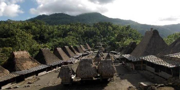 Peternak Ayam Sukses di Somagede, Banyumas