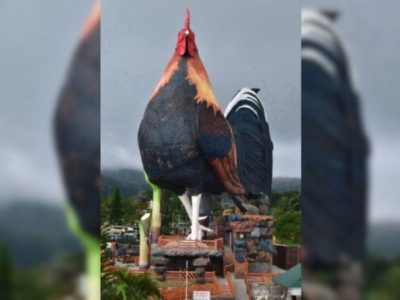 Ayam Terbesar Di Indonesia di Buluspesantren, Kebumen