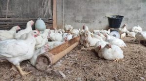Grup Peternak Broiler di Bruno, Purworejo Berinovasi