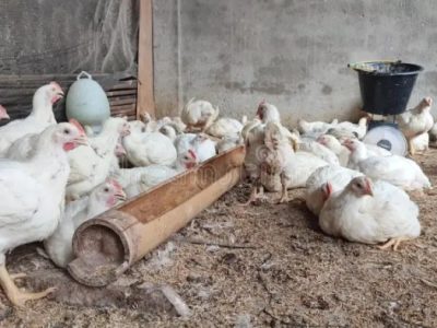 Grup Peternak Broiler di Bruno, Purworejo