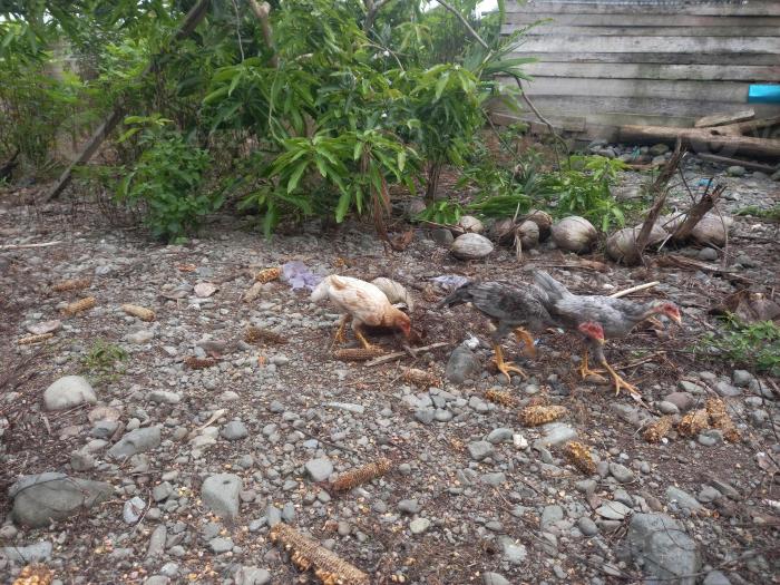 Ternak Ayam Kampung di Purwokerto Utara, Banyumas