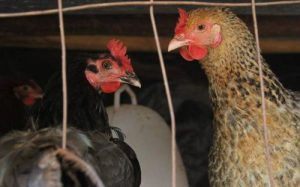 Ayam Mata Bengkak di Grabag, Purworejo Memerlukan Perhatian