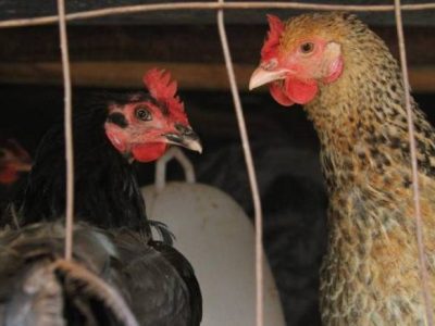 Ayam Mata Bengkak di Grabag, Purworejo