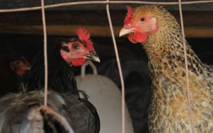 Ayam Mata Bengkak di Grabag, Purworejo