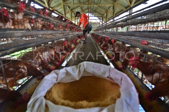 Pakan Ayam Petelur di Ngombol, Purworejo