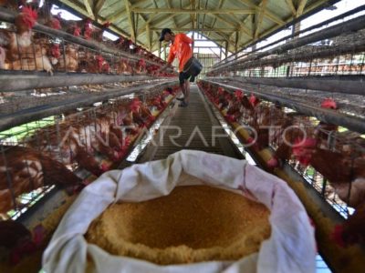 Pakan Ayam Petelur di Ngombol, Purworejo