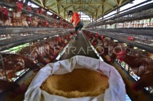 Harga Pakan Ayam di Karanggayam, Kebumen Terupdate