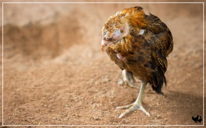 Ayam Broiler Sakit di Sruweng, Kebumen