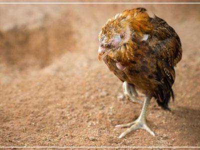 Ayam Broiler Sakit di Sruweng, Kebumen