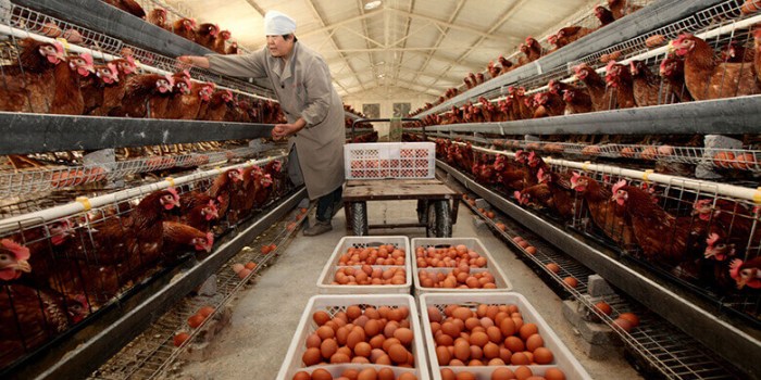 Modal Ternak Ayam di Gebang, Purworejo
