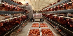 Modal Ternak Ayam di Gebang, Purworejo yang Menguntungkan