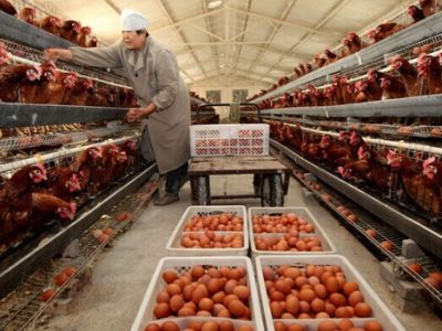 Modal Ternak Ayam di Gebang, Purworejo
