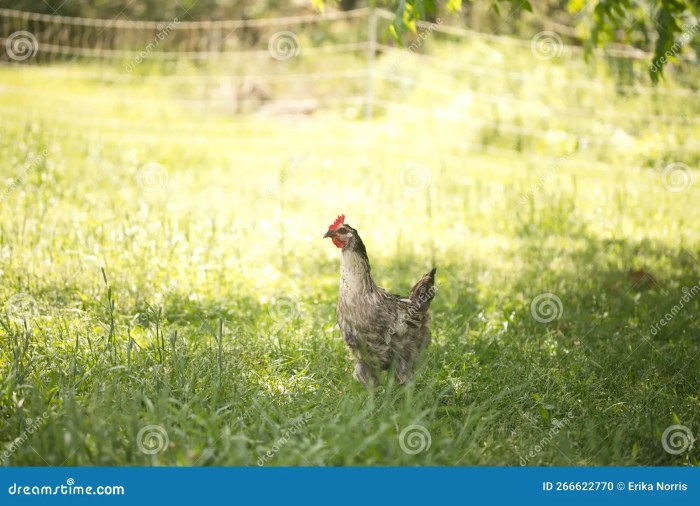 Cara Ternak Ayam Petelur di Sumbang, Banyumas