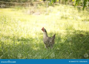 Cara Ternak Ayam Petelur di Sumbang, Banyumas Secara Efektif