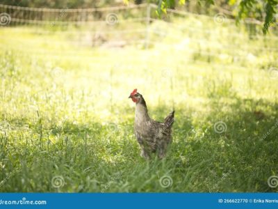 Cara Ternak Ayam Petelur di Sumbang, Banyumas