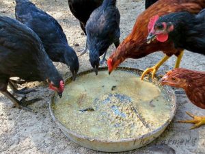 Pakan Fermentasi Ayam di Kutoarjo, Purworejo Dapat Meningkatkan Kualitas