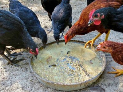 Pakan Fermentasi Ayam di Kutoarjo, Purworejo