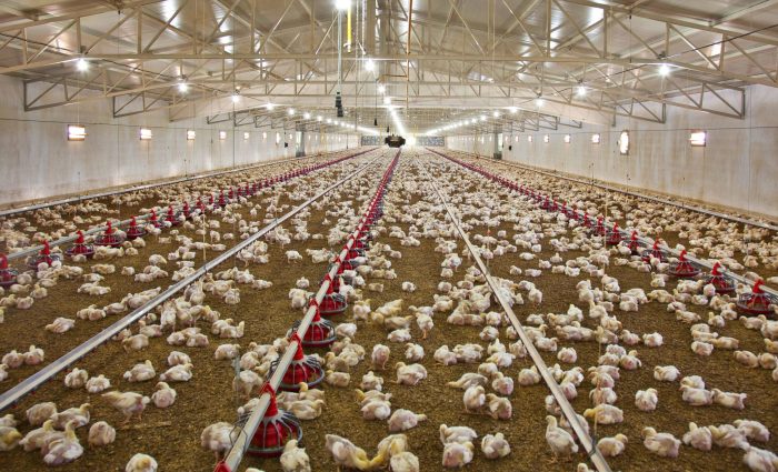 Modal Ternak Ayam di Puring, Kebumen