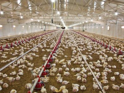 Modal Ternak Ayam di Puring, Kebumen
