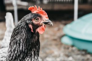 Ternak Ayam Kampung di Pituruh, Purworejo yang Unik
