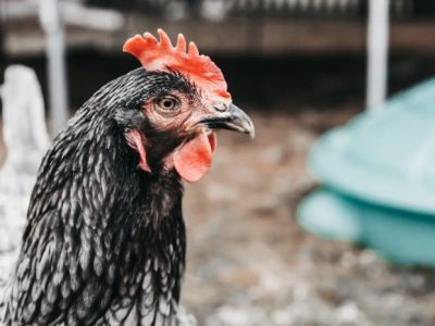 Ternak Ayam Kampung di Pituruh, Purworejo